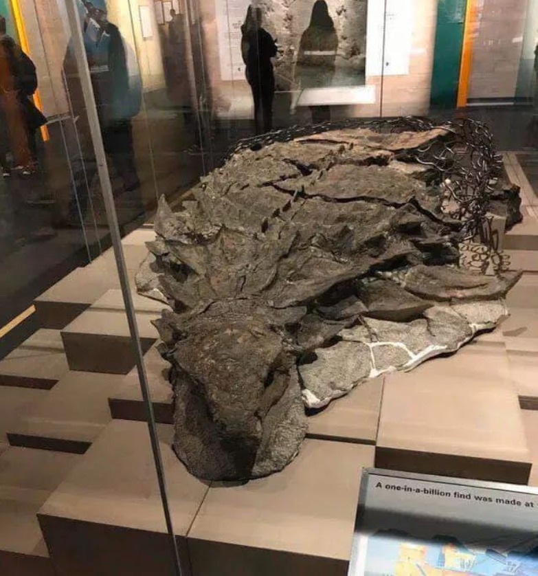 RincnCuriosoo's tweet photo. El fósil de dinosaurio mejor conservado hasta ahora descubierto.

Este Nodosaurio fosilizado tiene más de 110 millones de años y los patrones aún son visibles en la piel. Se encuentra en el Royal Tyrrell Museum of Palaeontology, en Canadá. https://t.co/icqEPvkj1G