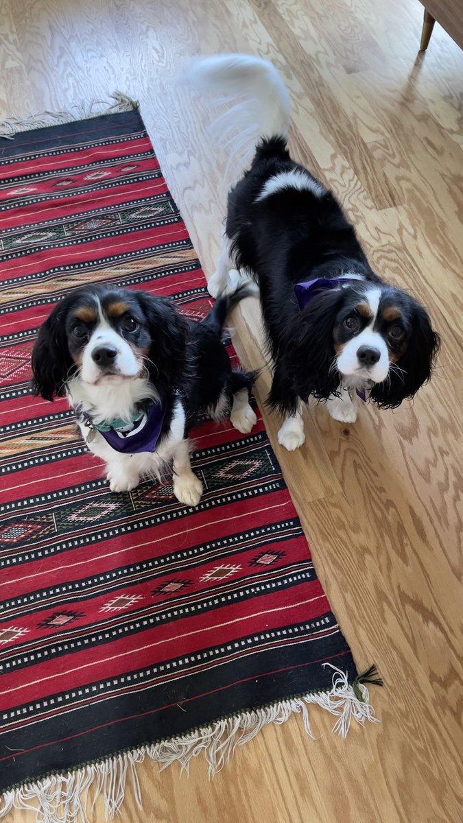pwesterman's tweet photo. Back on social media after a break, having researched how it’s breaking our brains. Easing back into it with our #cavalierkingcharles https://t.co/KFaMssMatF