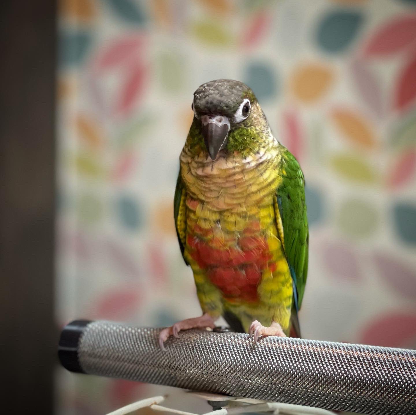 ワキコガネウロコインコ販売 Twitter Search Twitter