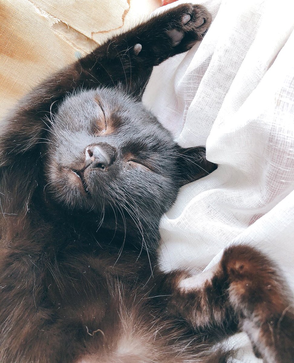 きのうまで毛布の中で
ウツウツしてたコバですが、
今日はごきげん☀️♫🐱💕
モモはいつもごきげん☀️🐈⬛💕
ダンスの夢をみてるかな💃♫
#momokoba