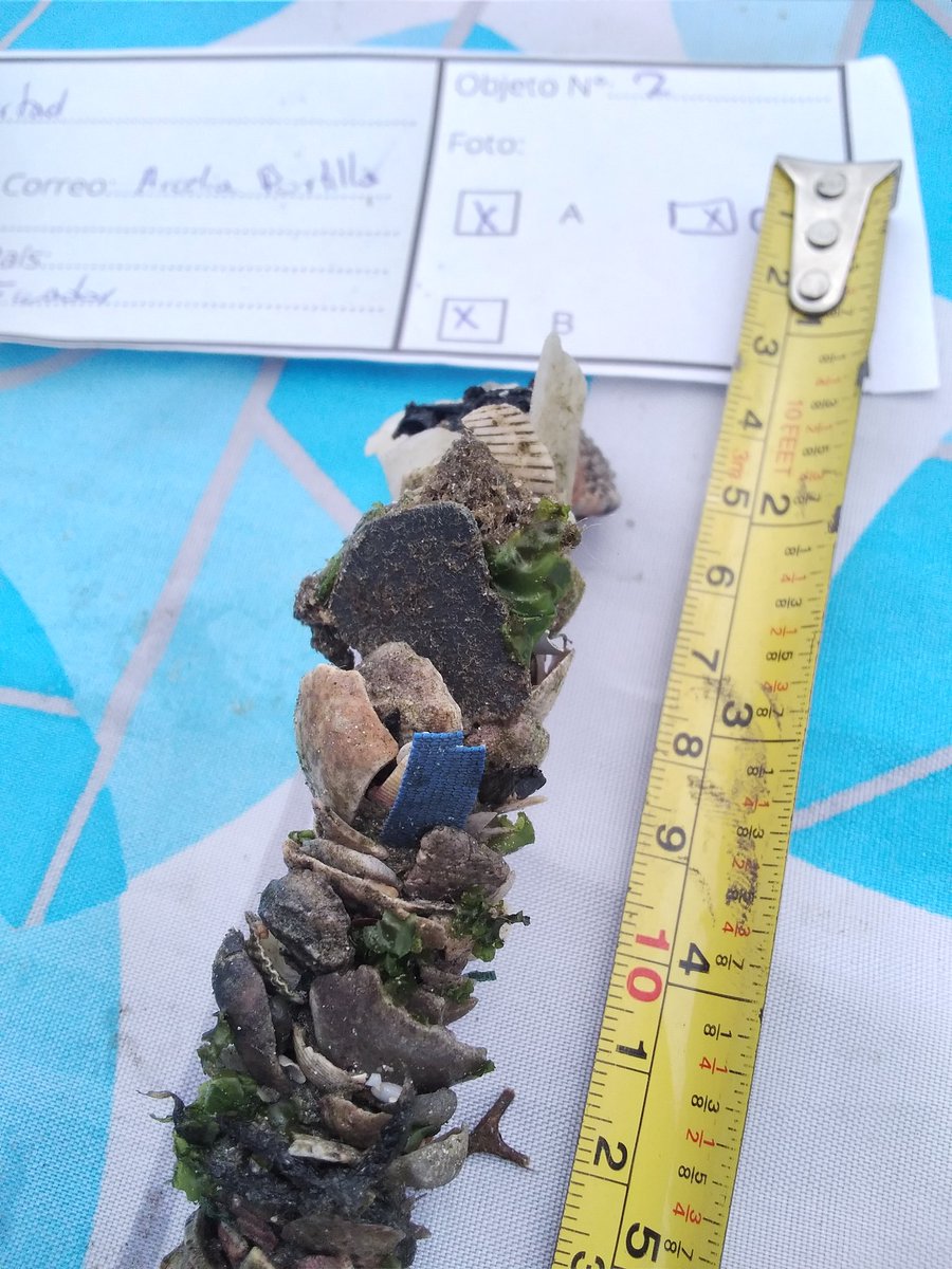 Arcelia964's tweet photo. Estación A La Libertad, monitoreo de ocean travelers para fundaciòn VALVE de Chile y Smithsonian research center. Descubriendo situaciones interesantes sobre epibiontes, organismos que se adhieren a la basura.  @FranklinOrmaza1  @Dome_cp  @aniintriago98 https://t.co/ZTQ315meM0