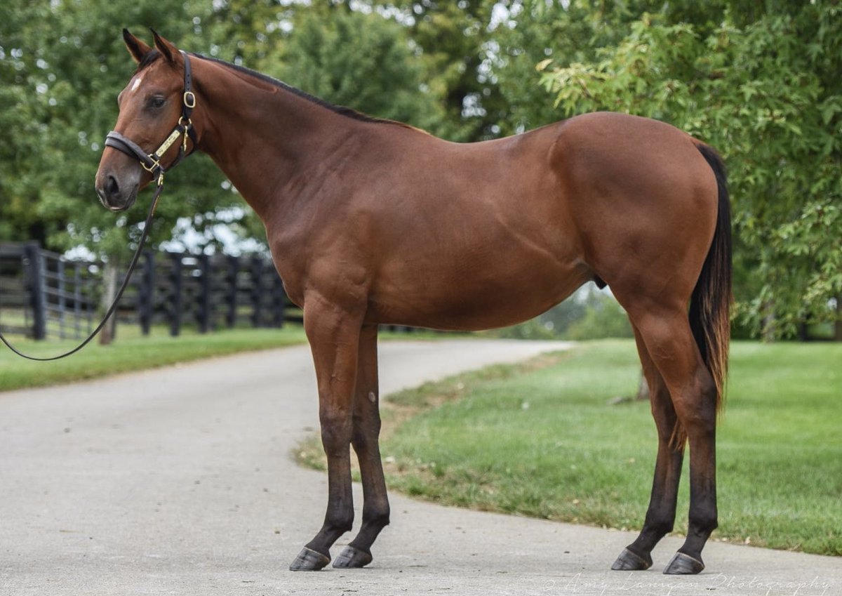 RadleyEquine's tweet photo. Keeneland complete thx to @CraigRounsefell. Got a colt by Flatter (hip 1151 for $180k),a colt by Good Magic(hip 1485 for $210k) &amp; a filly by Speightstown (hip 607 for $250k). Each horse is general partnership,still have some opportunities,no mark-ups! Got a question? Send us a dm https://t.co/lmQJ4lILt6