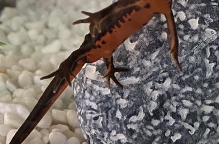 たまめたる Tamametaaaaal Twitter