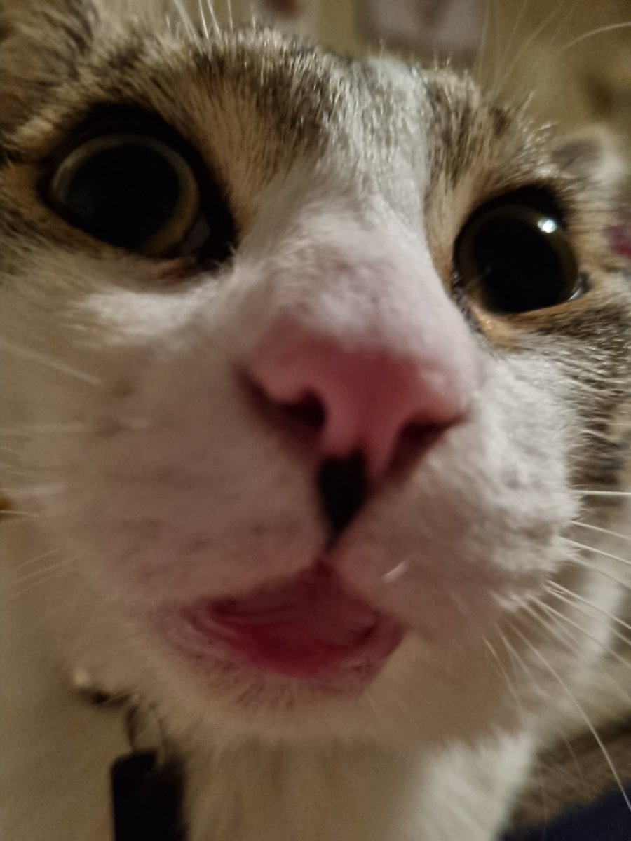 mrteddycat's tweet photo. YA GOT ANY TREATS?! 👁️👄👁️ https://t.co/1h031UACAw