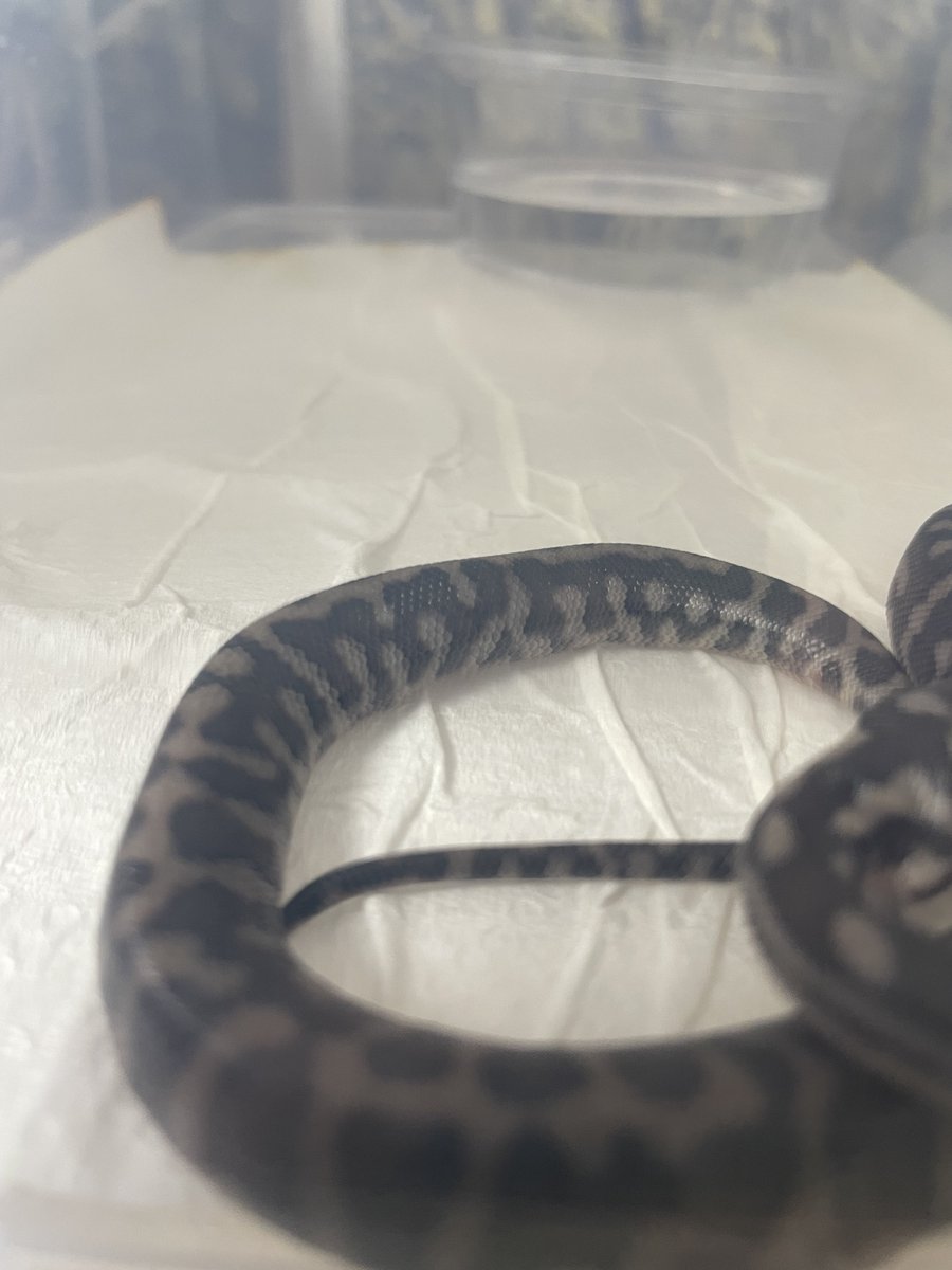 bf_capuci's tweet photo. #CentralianPython https://t.co/8Mm1NeHz8O