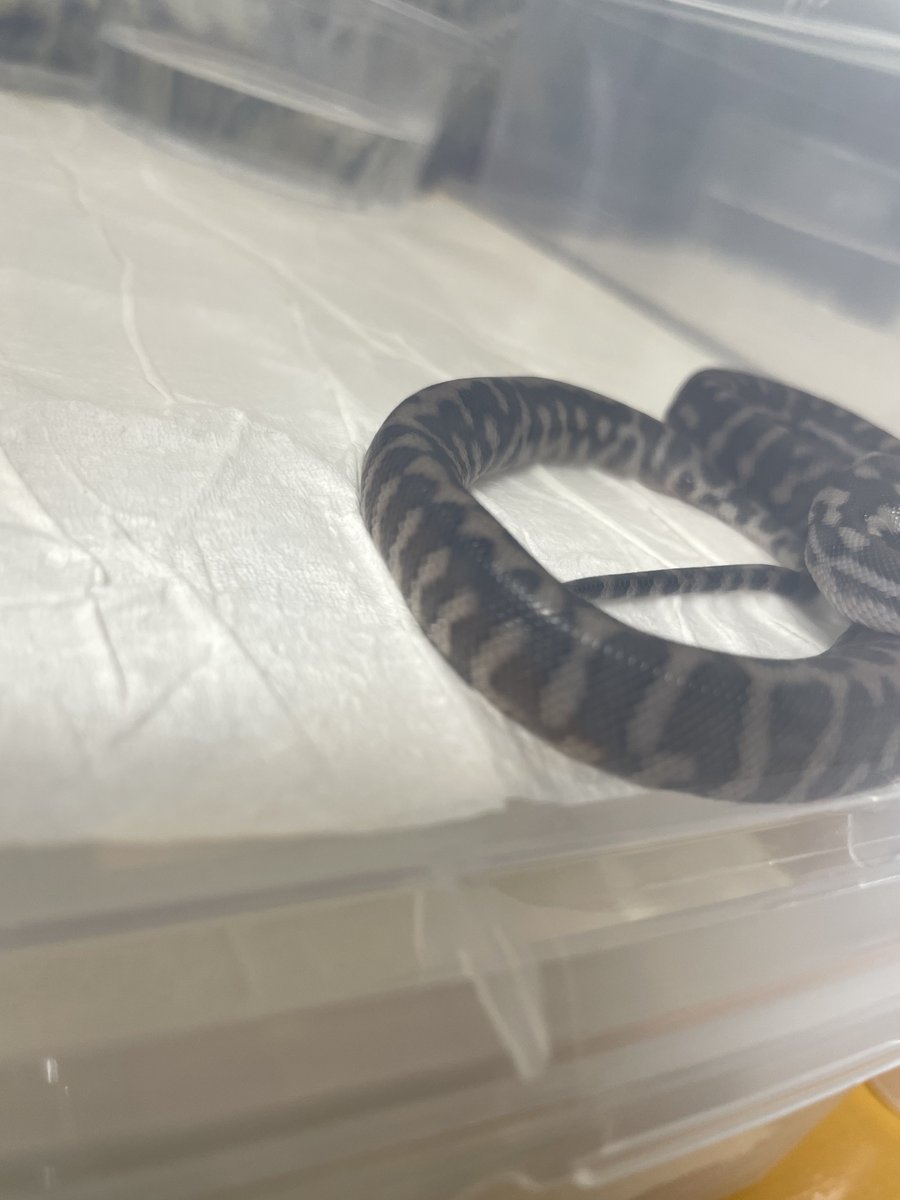 bf_capuci's tweet photo. #CentralianPython https://t.co/8Mm1NeHz8O