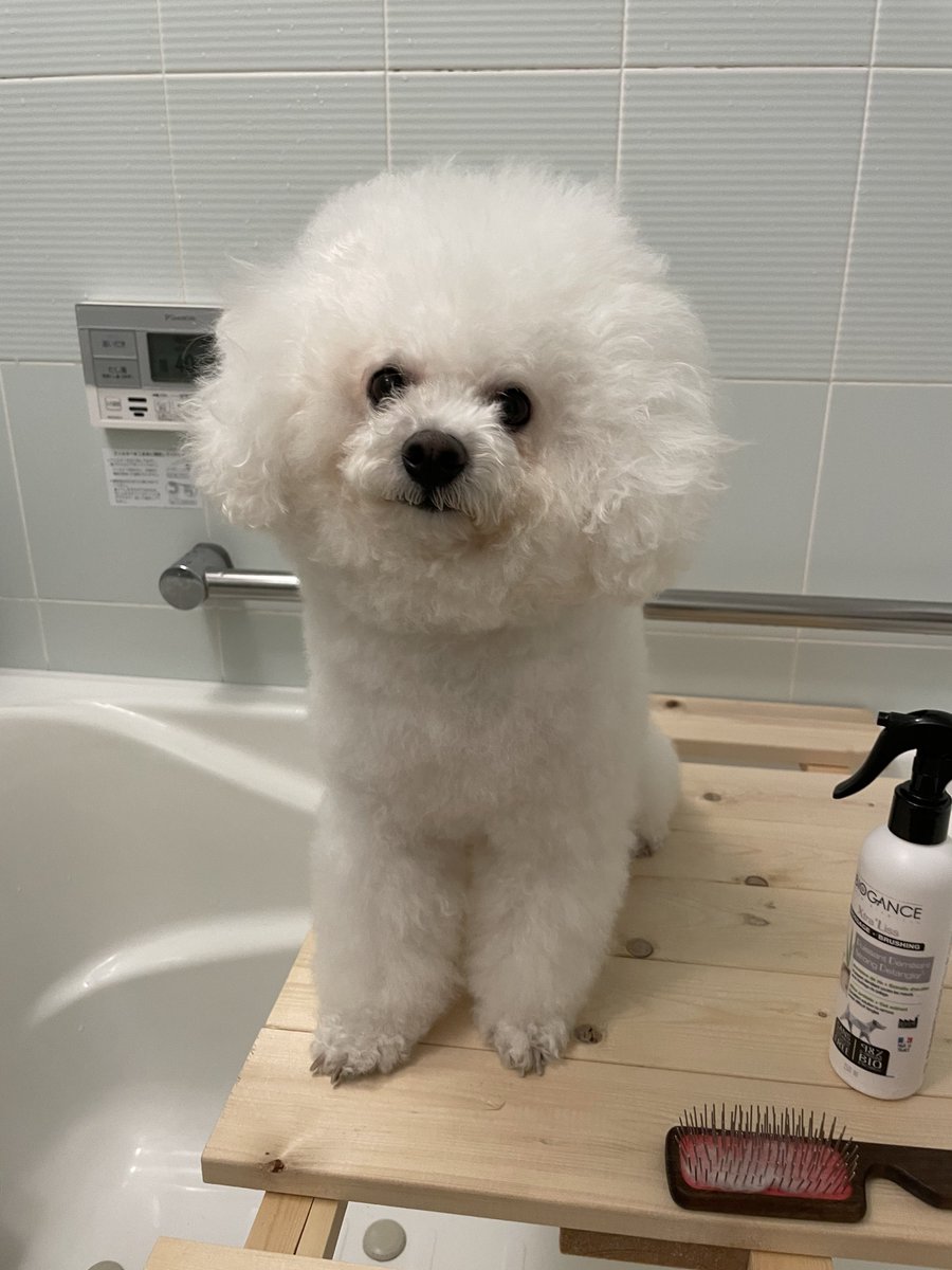 yukimaruuuu4's tweet photo. お風呂に入ってシャンプータイム🛁🐶🤣

さっぱりさっぱり🤙 https://t.co/gEpPQ2e7mR