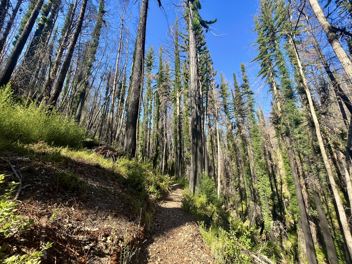 kristydoerr's tweet photo. The critters are coming back and so are the people! Go check out Big Basin now that it’s open to the public🌲 #BackToBigBasin https://t.co/VCNvyqF0Bs