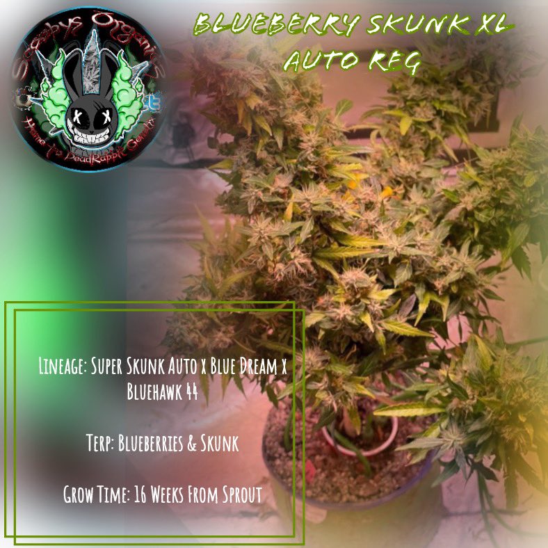 DRG_CraftCanna's tweet photo. #cannabis #cannabiscommunuty #autoflower #autoreg https://t.co/TlLW1CqQ0u