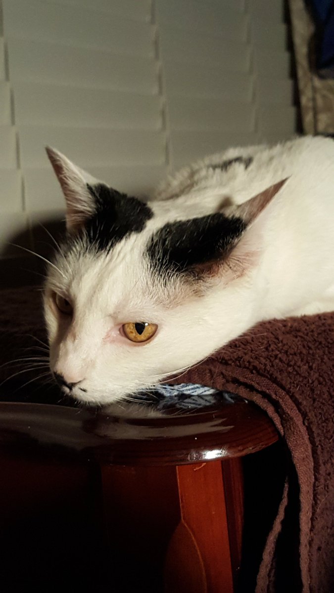 morrobaychuck's tweet photo. @Stoneyday Lily would never accept another cat and I love her to death, although she is 14 yrs old, this old man with Parkinsons will probably outlive her, so a trip to Woods may be in my future. I know you have done a lot of good work there for years https://t.co/CbvydslkLL