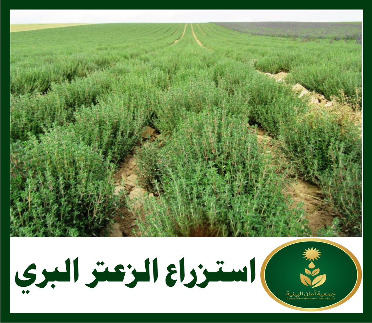 Aamanarar's tweet photo. استزراع الزعتر البري. https://t.co/gYuZpU6HpO