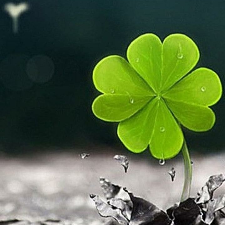 johan_gielen's tweet photo. #sundayvibes 🙏🏻💜🍀 https://t.co/8G4UQVu5yK