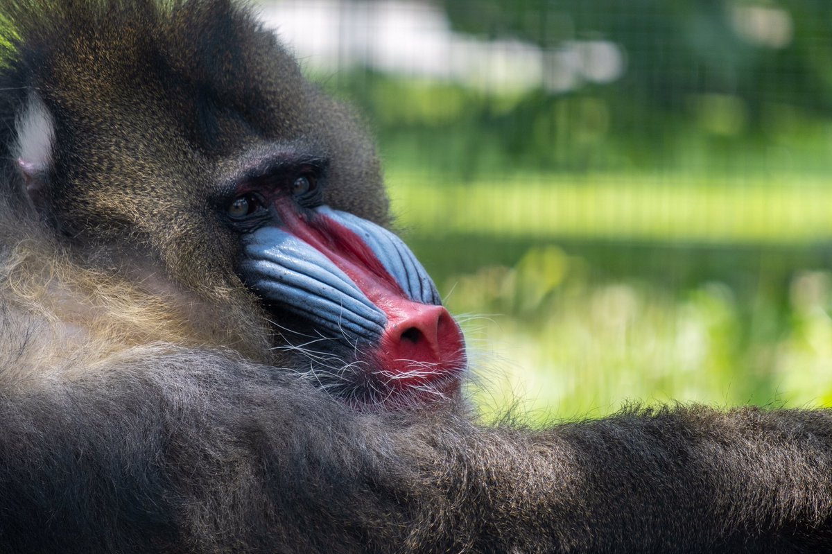 2022.06.23 #Mandryl #mandrill 
.
.
.
.
.
#zoo #zookeeper #zoophotography #igerspoland #igers_katowice #ig_animals #animalphotography #zooanimalsofinstagram #slaskiezoo #xt3 #fujinon55200mm #fujifilm #fujilove