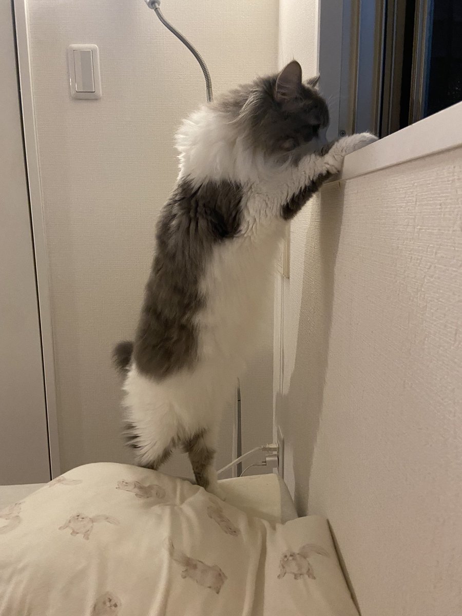 shakekun0326's tweet photo. お外が気になるしゃけくん

#スコティッシュフォールド
#猫のいる暮らし
#猫のいる生活
#ねこのきもち
#猫好きさんと繋がりたい https://t.co/89i4EwcRW5