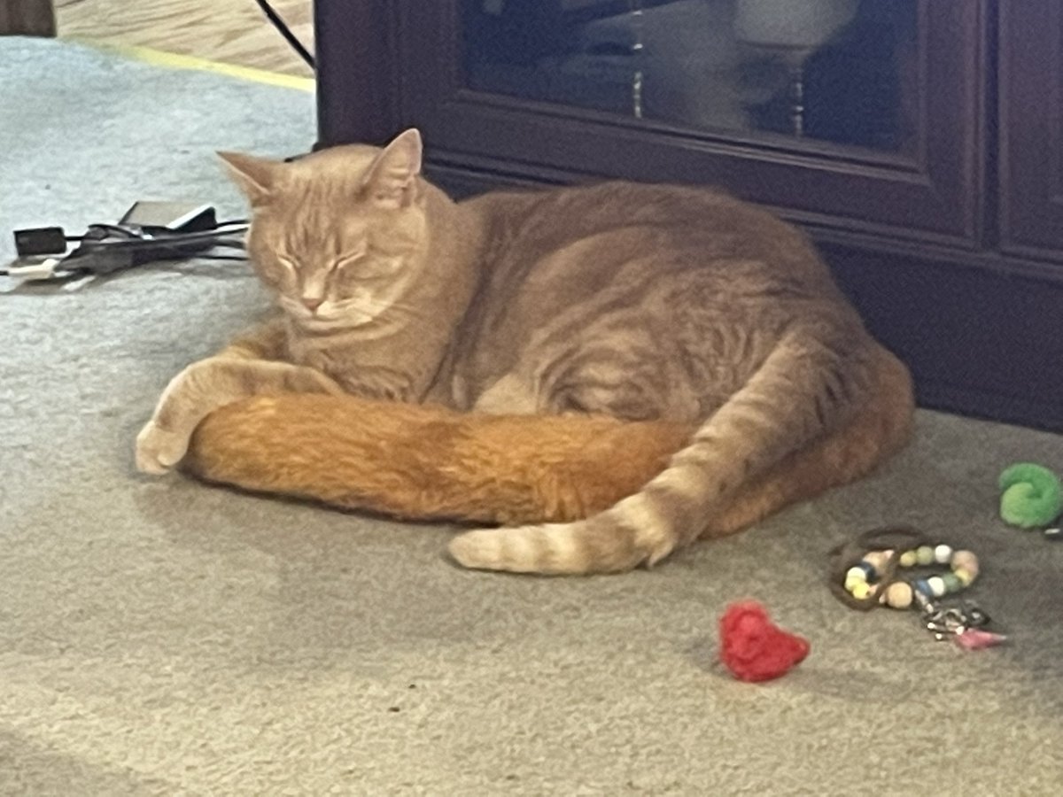 Catlady 84 ! #clearthelist #ittakesavillage meow tweet media