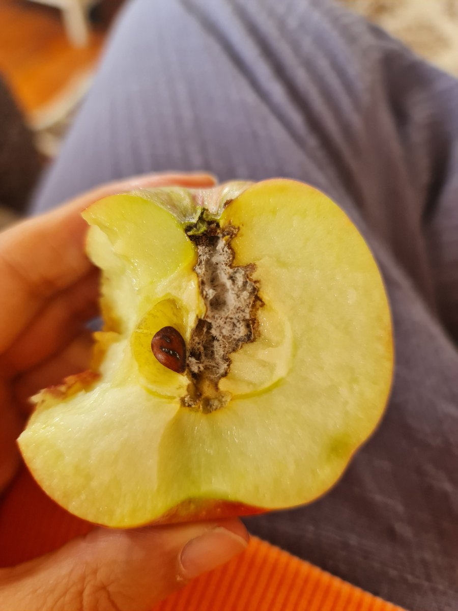 BaydemirSule's tweet photo. coçukken komşu hatıce teyze vardı,bah��esinde cok güzel elmaları vardı,arada bahcesıne girmemize mğsade ederdi,elmalarıda yerden verırdi nasıl mutlu olurduk,çürük mürük yerdik,,ne güzeldi... https://t.co/AmLOlFLHs3