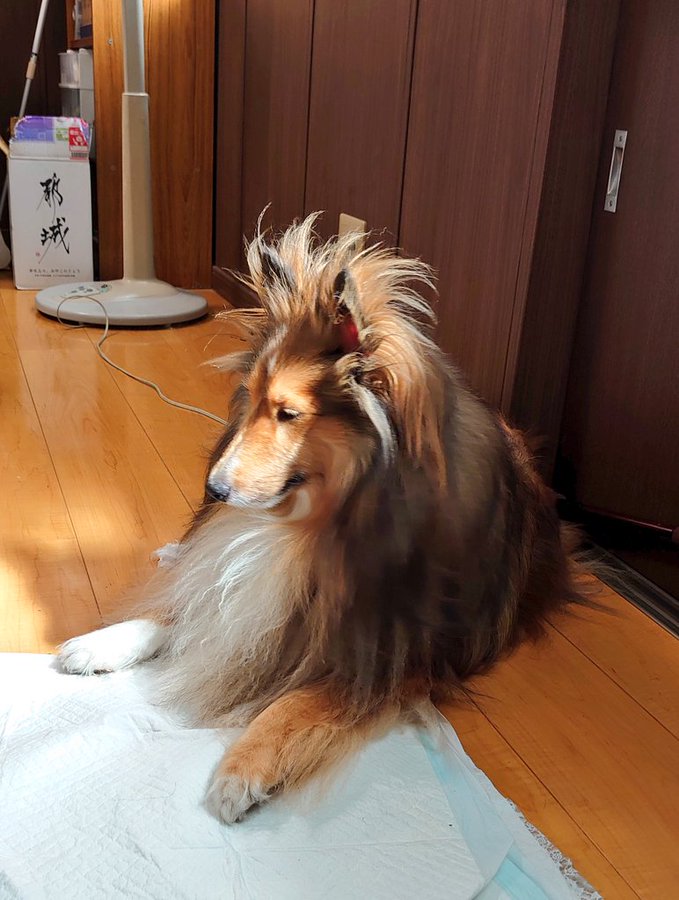 犬との生活 季節別の注意 子犬のへや