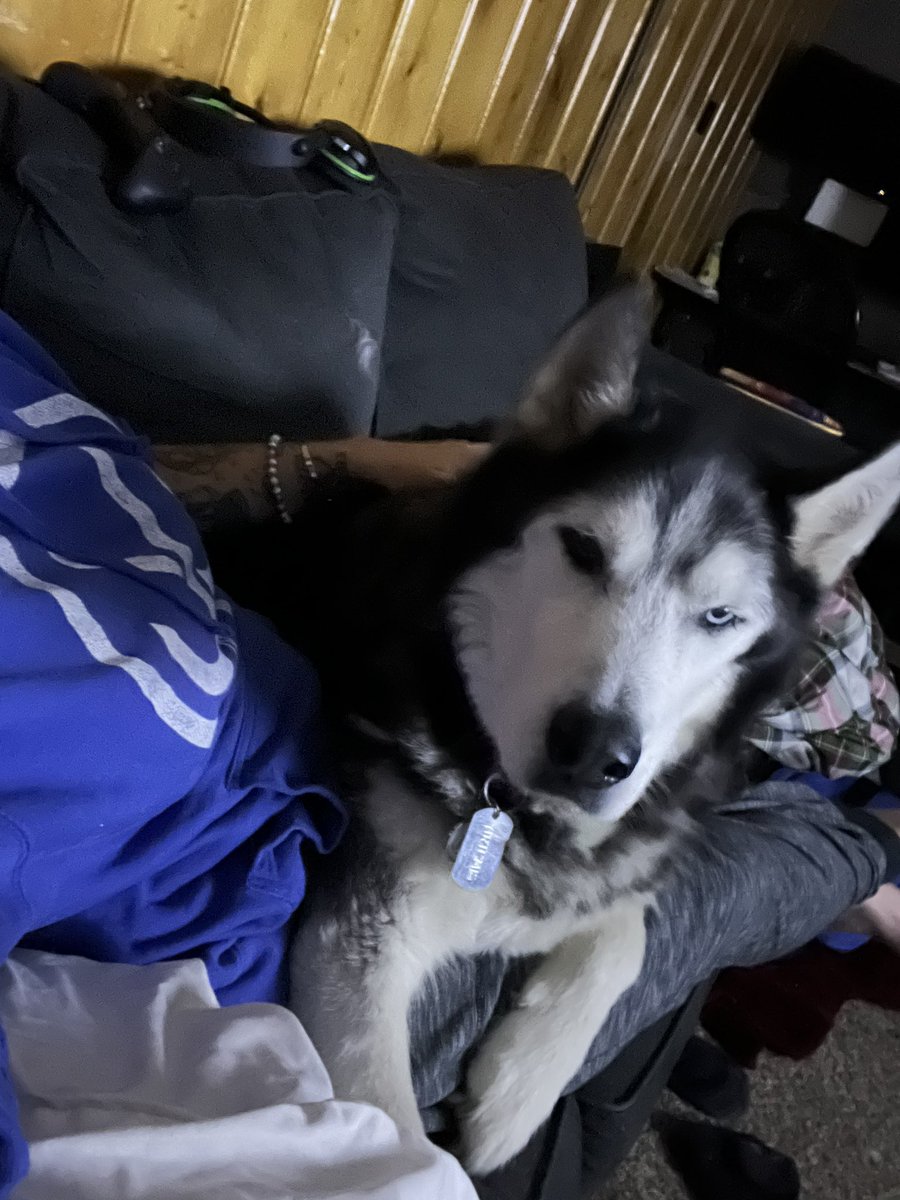 simoshee's tweet photo. When your #husky thinks he’s a lapdog you let him 😂😂😂 #cuddledog https://t.co/HnRmET4nJ0