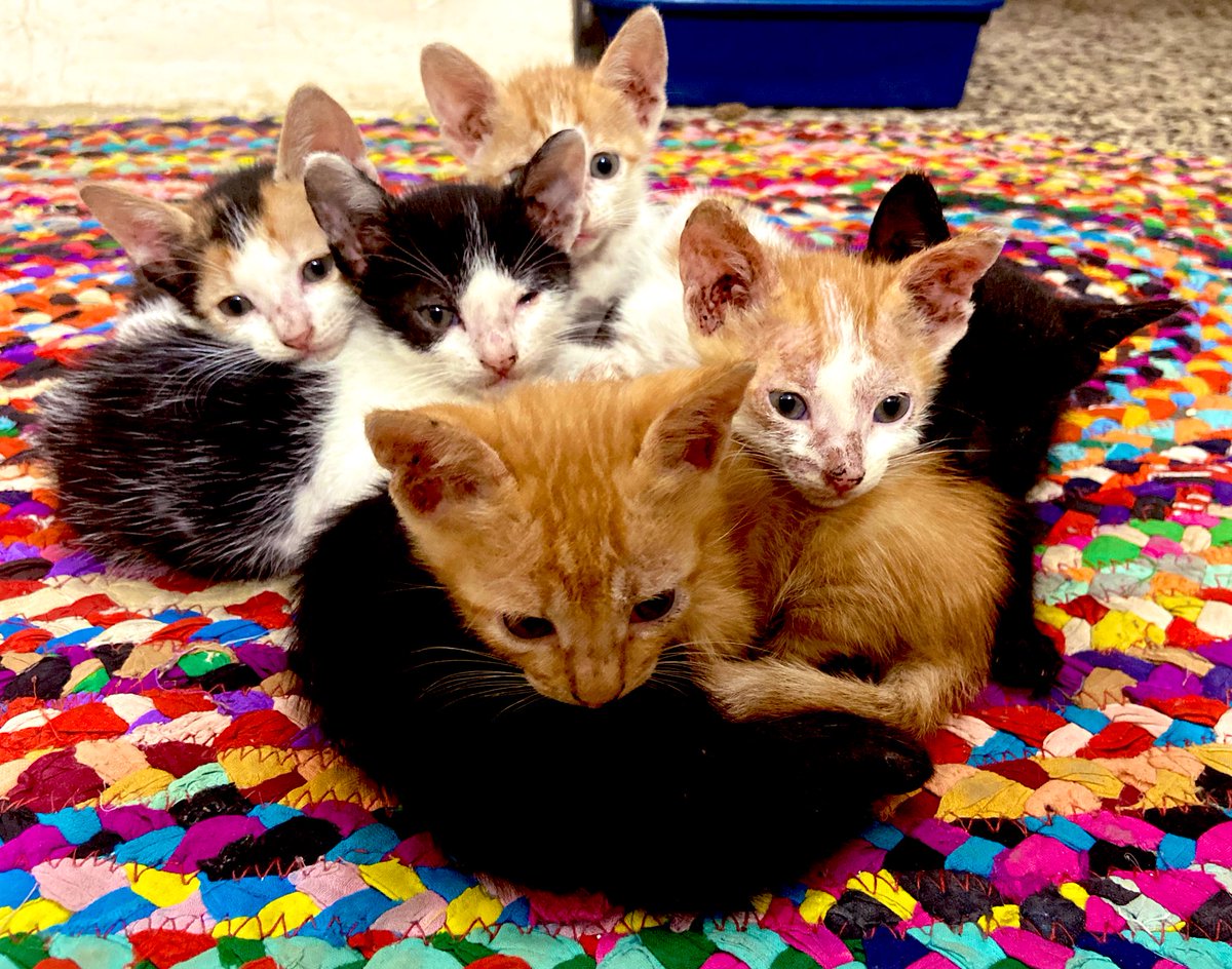 🖤 ishafire 🖤 tweet media