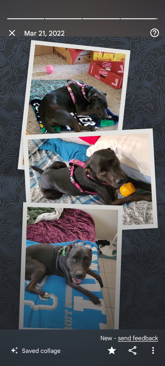 Fyahbird77 tweet media