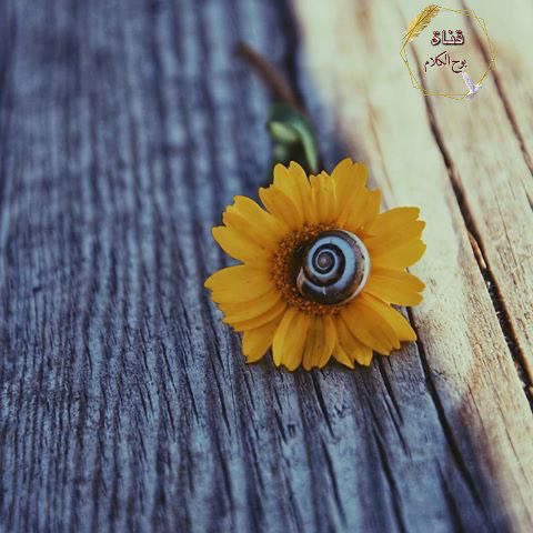 رسالة لكِ 

أُريدكِ أن تعلمي فقط بأني في كل يوم أُحبكِ ألفَ مره ، و أُريدكِ أن تعلمي أيضاً بأني سأبقى أُحبكِ إلى الأبد.🔕

         صباااح الخير 🌺