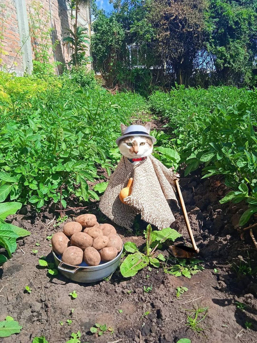 QueenxoxoSimp's tweet photo. Would you buy potatoes form this little farmer? #organic #freeroam #cagefree #potatoes #fyp https://t.co/7EfyxkfSaa