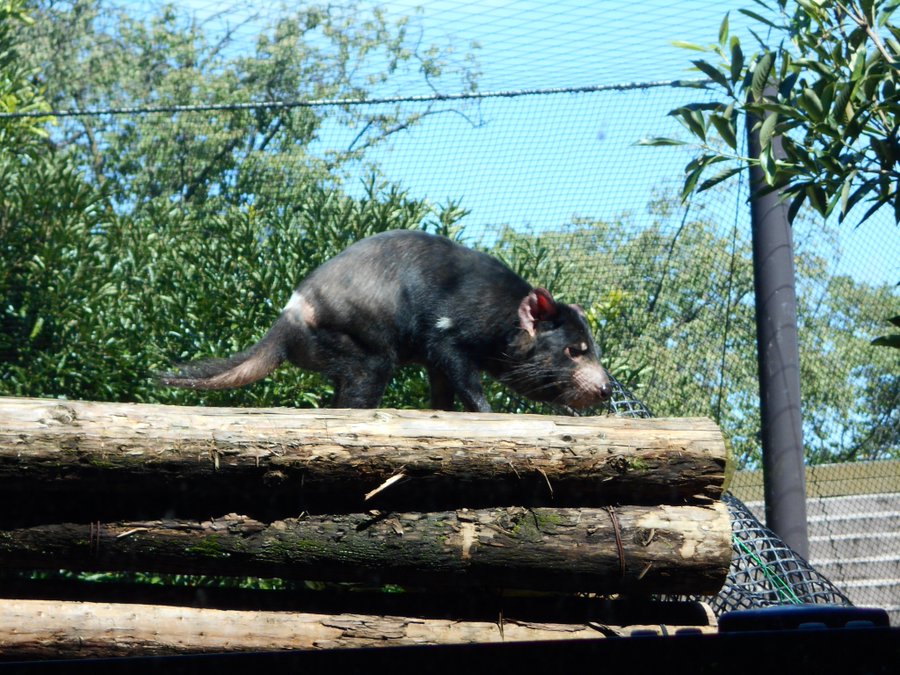 タスマニアデビルの生態と特徴 日本に2頭だけ かわいい悪魔の正体とは Zoo Zoo Diary