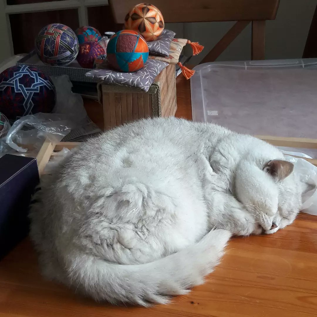 Sandra temari.nl tweet media