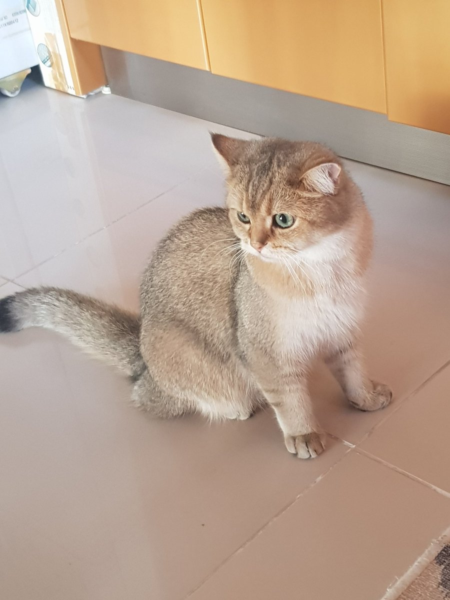 boncukbritish's tweet photo. Good Morning everyone.. I am back 😼😼😼
#CatsOfTwitter #Caturday #catlovers #catoftheday #catlife #CatsofTwittter https://t.co/oDUYy8d6Ur