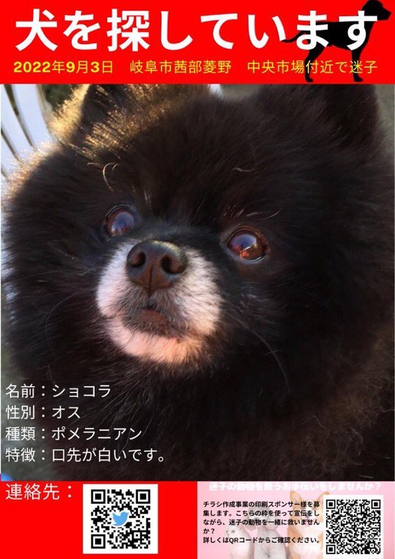 Ay07h's tweet photo. #拡散希望 9/3 22時頃 #岐阜市茜部菱野、#中央市場 近くで #迷子犬 です。
#ポメラニアン　#オス　#黒
#体重 3.6 #名前はショコラ
#口先が白い
#岐阜 #岐阜県 #岐阜市 #岐阜市茜部 #茜部 #迷い犬
#迷子ペット #迷子 #保護 #目撃情報 #飼い主さんまで情報提供お願いします #迷子を保護したら警察へ https://t.co/P3UwD8Kkls