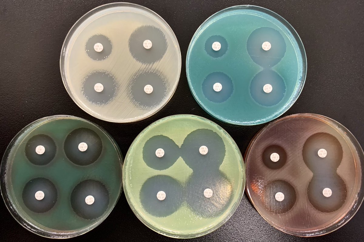 DraWataru's tweet photo. Pseudomonas aeruginosa collection... https://t.co/XJi24LeWAr