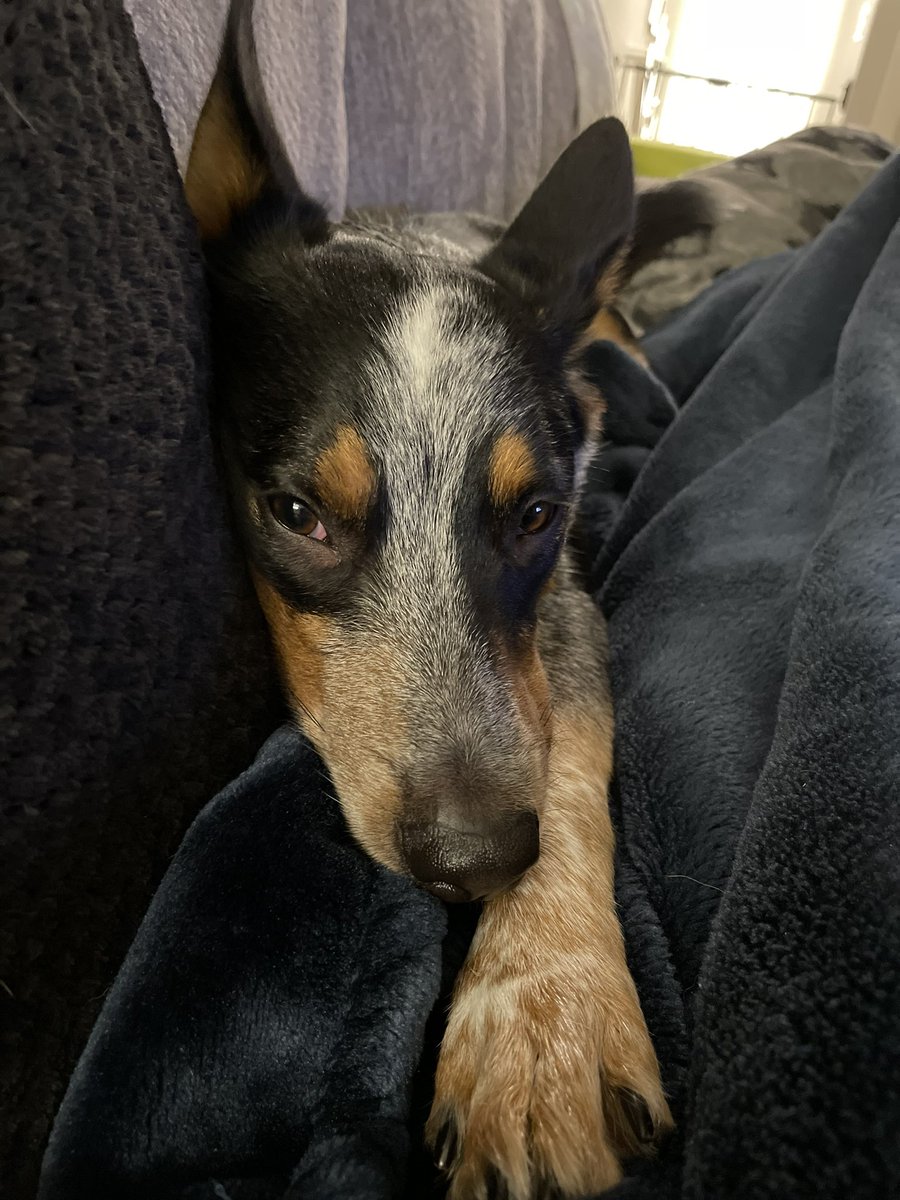 SalesforceK8's tweet photo. Dear mom, I’m so glad you’re home from Dreamforce. I will now never leave your side. Love, Neal #petforce #DF22 https://t.co/4ozGennhvv