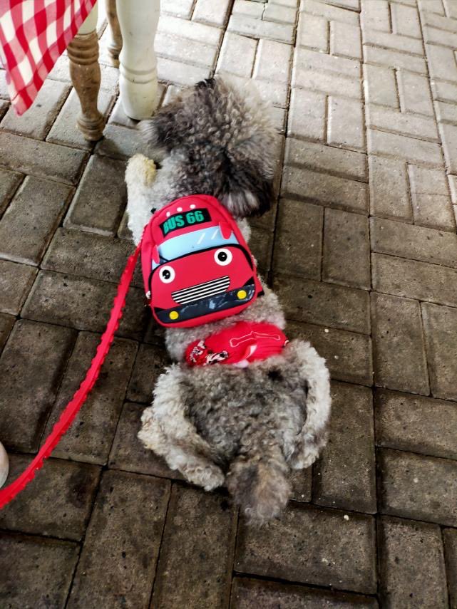 lollipopsays's tweet photo. Before the stormy weather makes landfall, this guy will take a nap outside. https://t.co/k2SgslHspn