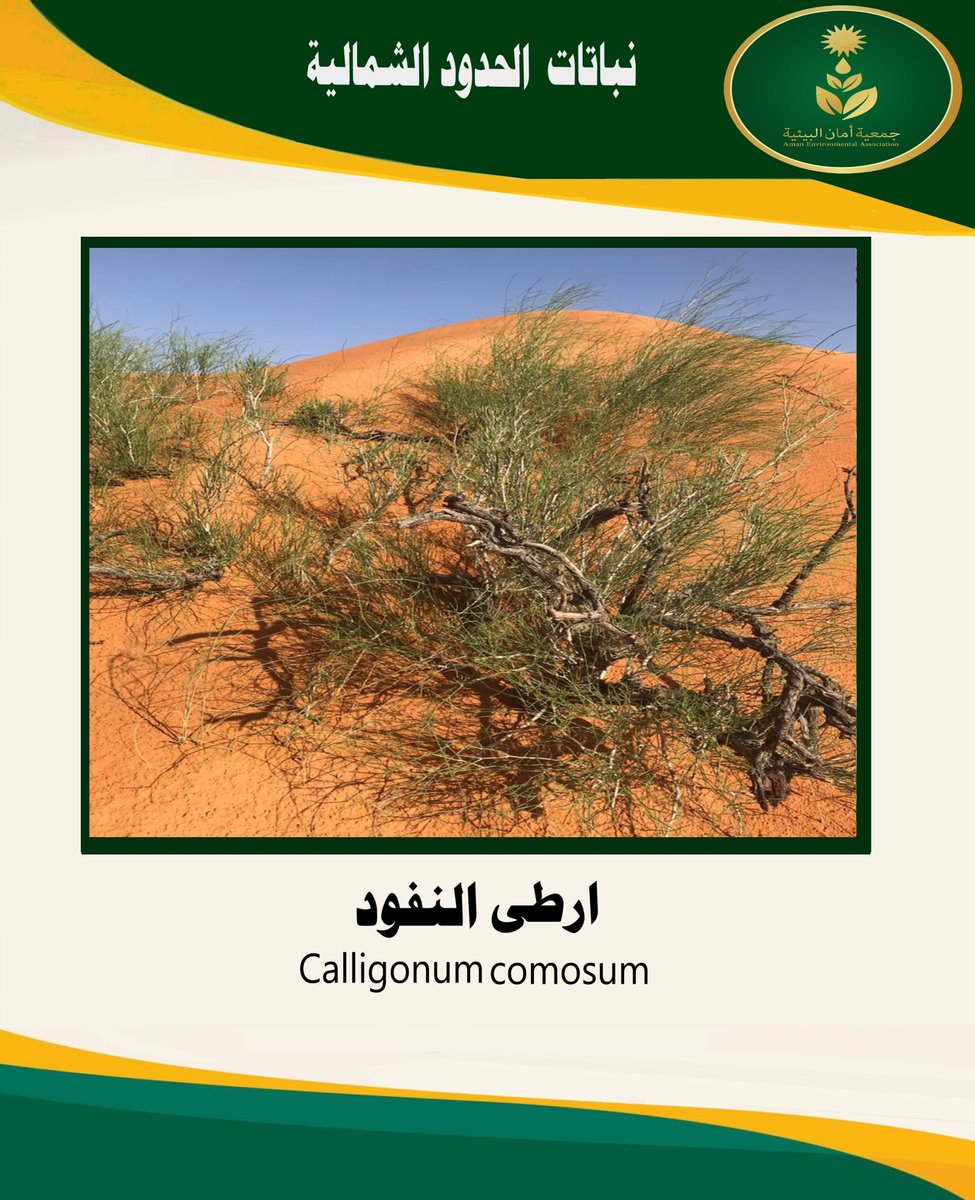 Aamanarar's tweet photo. ارطى النفود Calligonum comosum . https://t.co/REQuFahW3P
