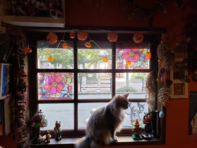 猫カフェ 猫音 にゃおん 大人と猫の秘密のカフェ