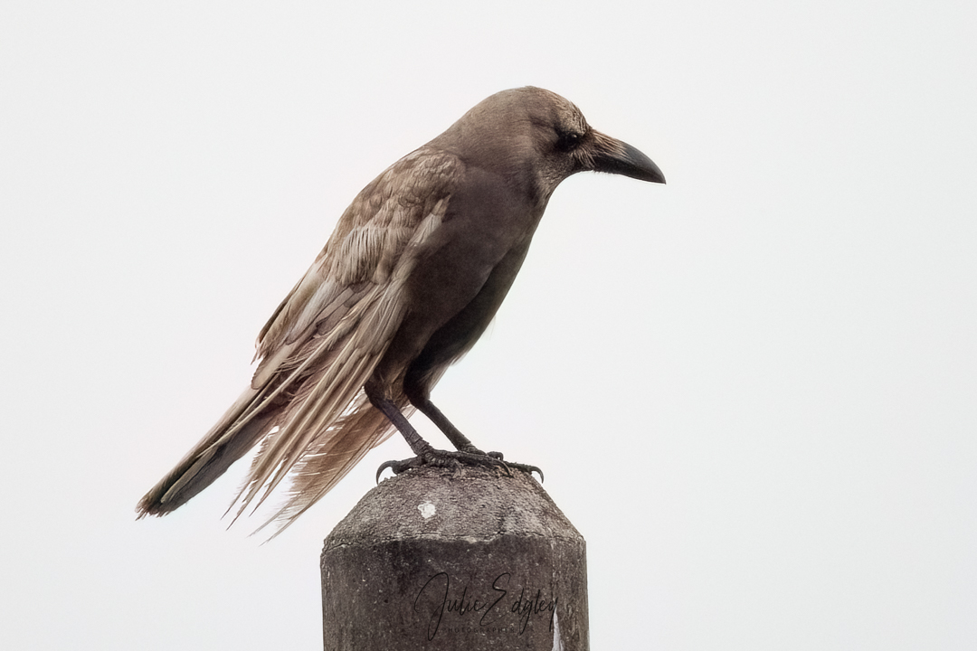 alensonnature's tweet photo. My first encounter with a caramel crow. Conditions weren't great: busy intersection, backlit, shooting from the car window. Walked back to the intersection but it had gone. @dailycorvids #TwitterNatureCommunity #BirdTwitter #birdwatching #wildlifephotography #birdphotography https://t.co/TLjDc11r6D