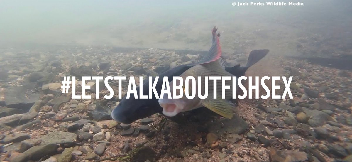WWFEU's tweet photo. It’s #WorldRiversDay! In Europe, most of our rivers don’t run freely anymore. 

They’re blocked with 1 million+ dams that stop migratory fish from making babies.

But you can help secure their future! 

Swim to https://t.co/gniLCrDilk

#LetsTalkAboutFishSex #RestoreNature https://t.co/z1jGFMh3Cj