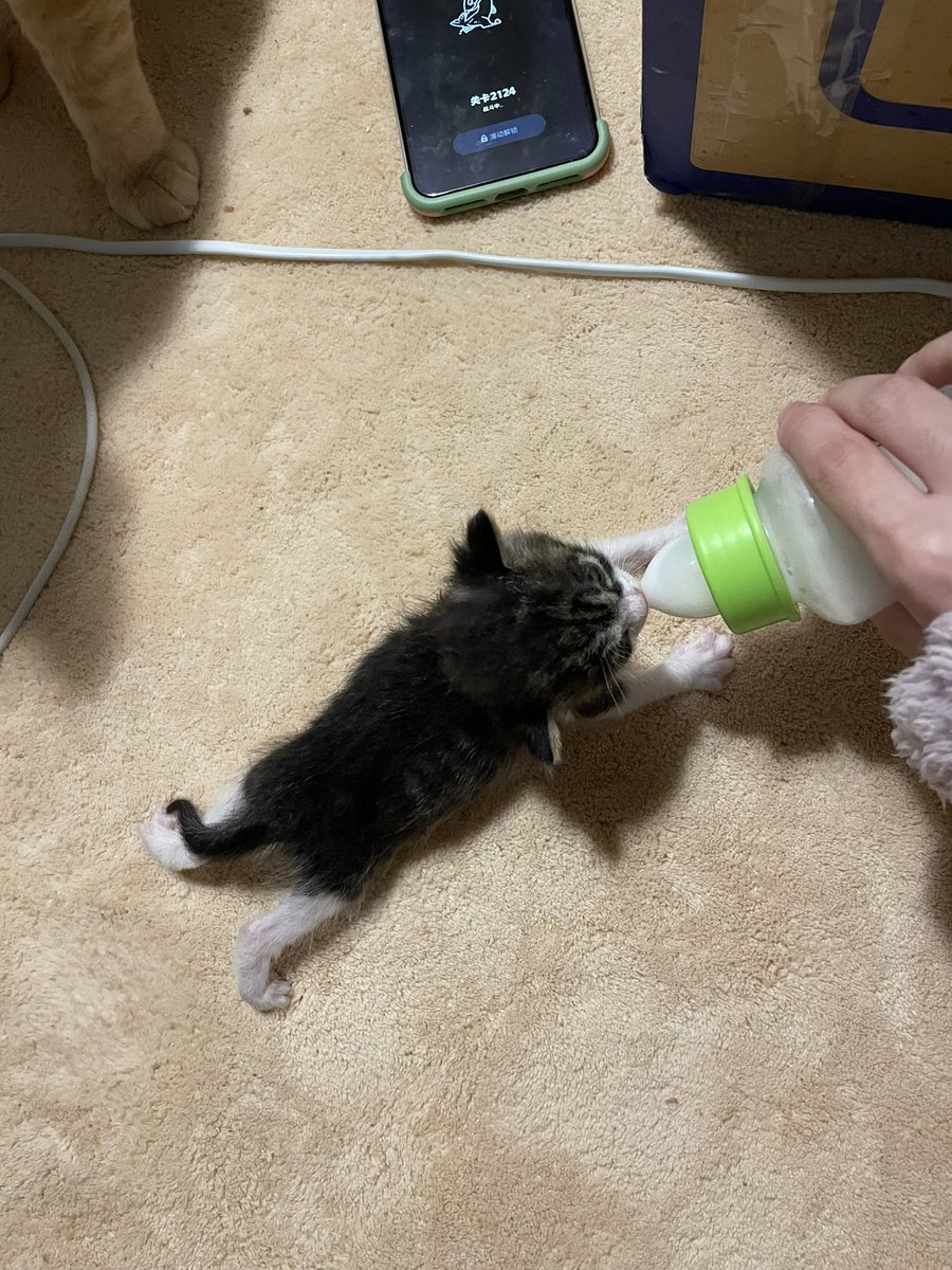 又捡了一只小奶猫(´･ω･`) https://t.co/lVDG40j1Tv
