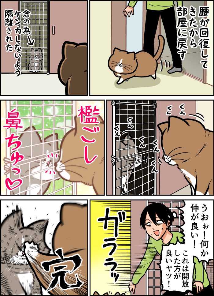 猫が腰やった時の毎パターン 