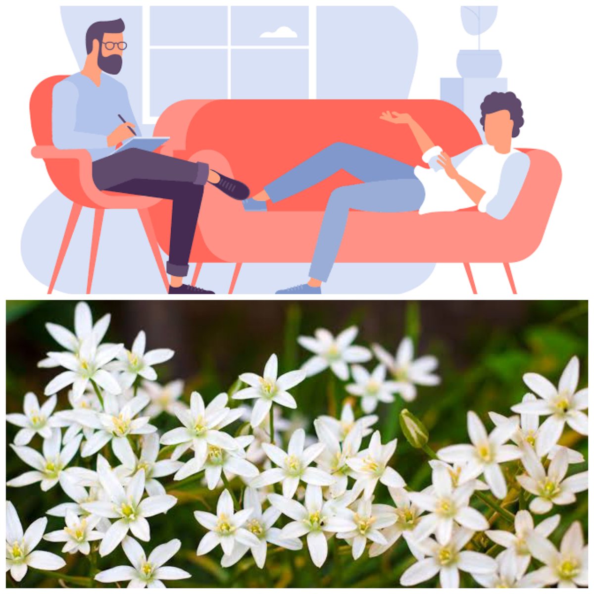 bach_with_mira's tweet photo. #Therapy resistant cases respond beautifully when initiated on #starofbethlehem #bachflowertherapy for a week. 

It's not the same as taking #rescueremedy even though Star of Bethlehem remedy is a part of it. 

#Mentalhealth #bachflower https://t.co/6FNUhLAgv9