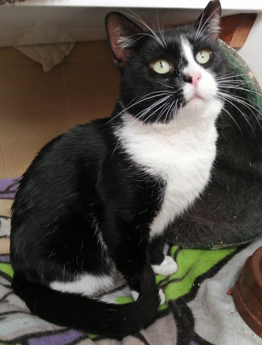 WAIF OF THE WEEK - Meet Juden, a little tuxedo lad who was starving after being abandoned by his owner. He is well again and waiting for a loving home. cats-rolvendenrescue.org/adopt-a-cat.php