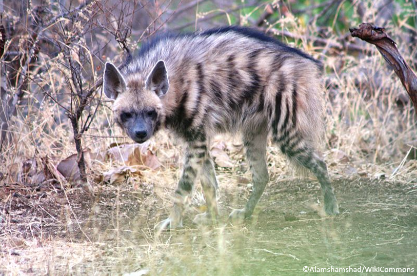 OryxTheJournal's tweet photo. Meliane et al.'s findings suggest the presence of an increasingly sedentary population of #hyaenas in Dghoumes National Park, and that overall the species remains rare in Tunisia.
Read the full Conservation News piece: https://t.co/lzUf10Rzl9 https://t.co/L3Sg28HYRM