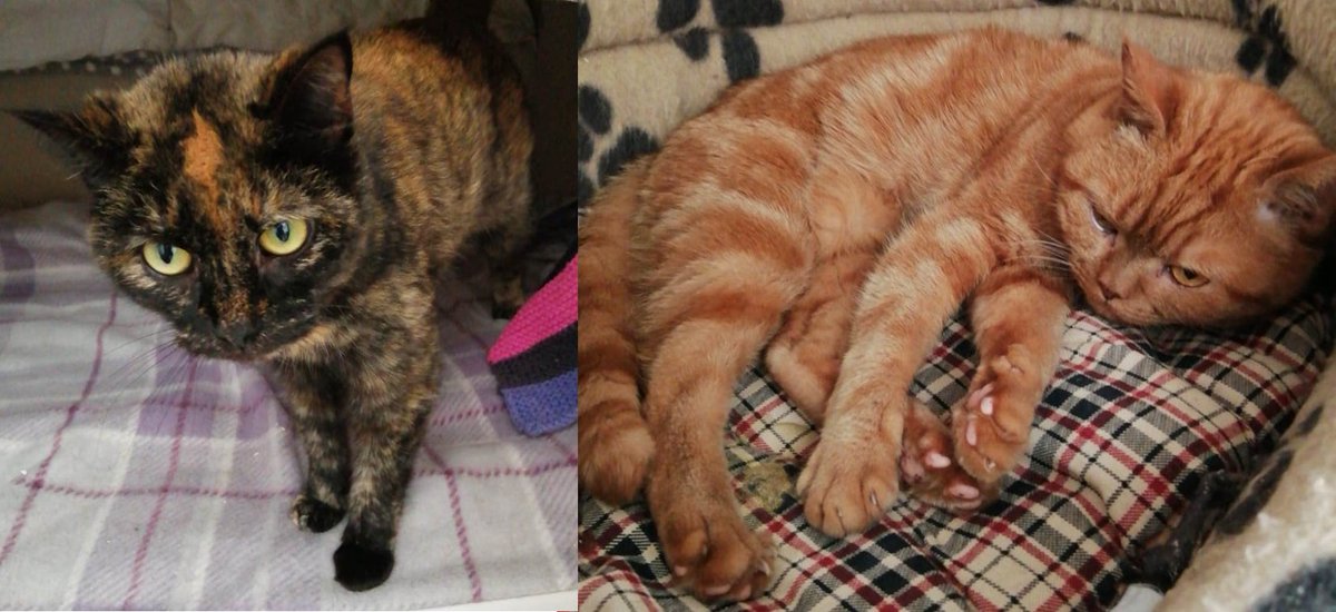 Our RCR Stars are Faye and Rita, a pair of British Shorthair crosses. You can read more at cats-rolvendenrescue.org/adopt-a-cat.php