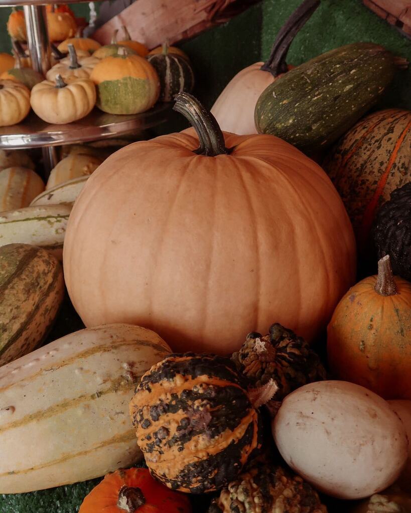 jayerockett's tweet photo. Sunday vibe is reorganising my pumpkins until the inside of my house starts to look like a pumpkin farm 🎃
.
.
.
.
#anatural_autumn #upandautumn #searchwandercollect #embracingtheseasons #slowmornings #forahappymoment #welivetoexplore #optoutside #mo… https://t.co/dHUGgrdSiT https://t.co/nI34mHy0Fo