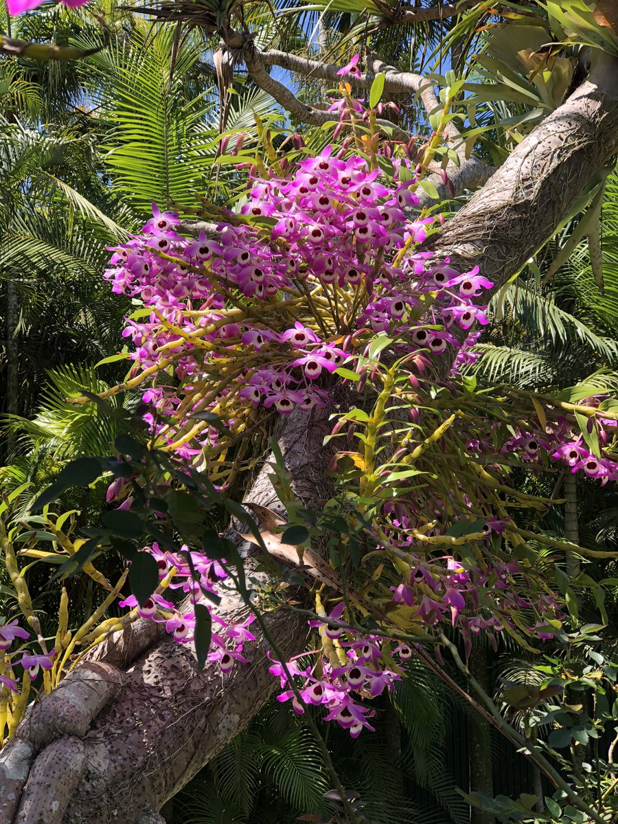 TerriIrwin's tweet photo. When Steve’s grandmother passed away 24 years ago, she left us her spectacular orchids. Steve relocated these beauties which are over 40 years old now. When they bloom, I always think of Nana. https://t.co/seCdhEBiit
