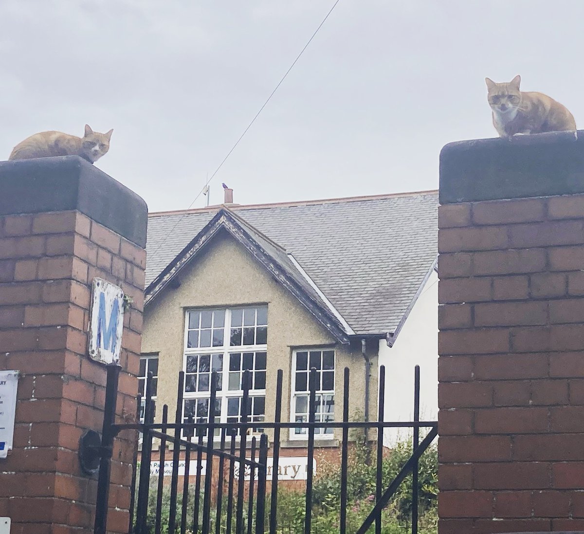 wendyfinnandmax's tweet photo. My neighbours cats looking like they’re on the 4th &amp; 5th plinths of the village library this morning #notcaturday #CatsofTwittter #librarycats #guardcats #catseyeview https://t.co/RLhATt2QZY