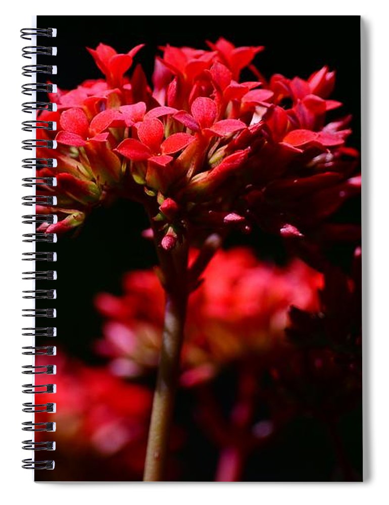 DebraMartz's tweet photo. Beautiful Red Kalanchoe Blooms printed on many products such as #spiral #noteboook for #journaling
AVAILABLE-HERE>> https://t.co/BoicGaHWUf
Also #wallartforsale #homedecor #throwpillow #duvets
#ShopEarly #BuyIntoArt #FallForArt #GiftThemArt #giftideas #rtArtBoost #DebraMartz https://t.co/BHyphPXm51