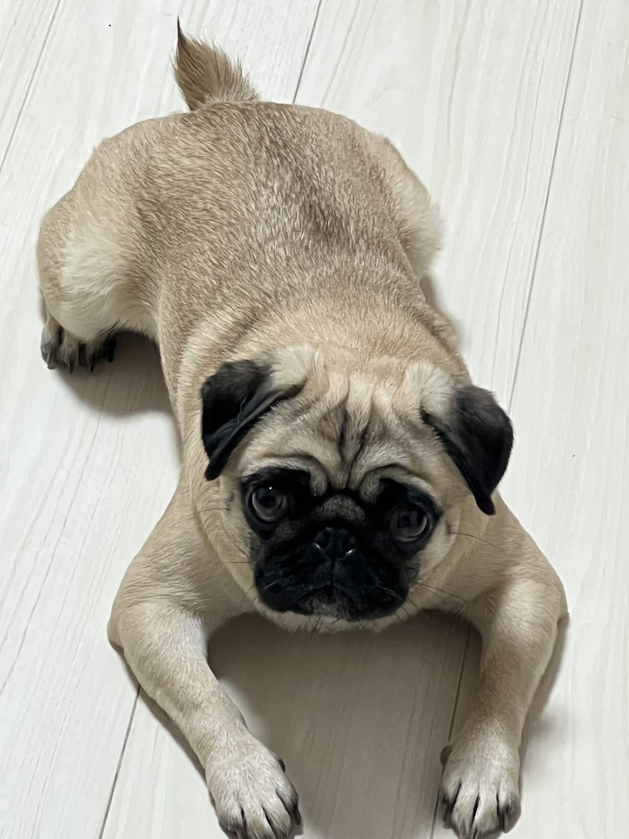 Pug_Gu's tweet photo. グーちゃん、小顔なパグです✊ https://t.co/WKPLYxr1et