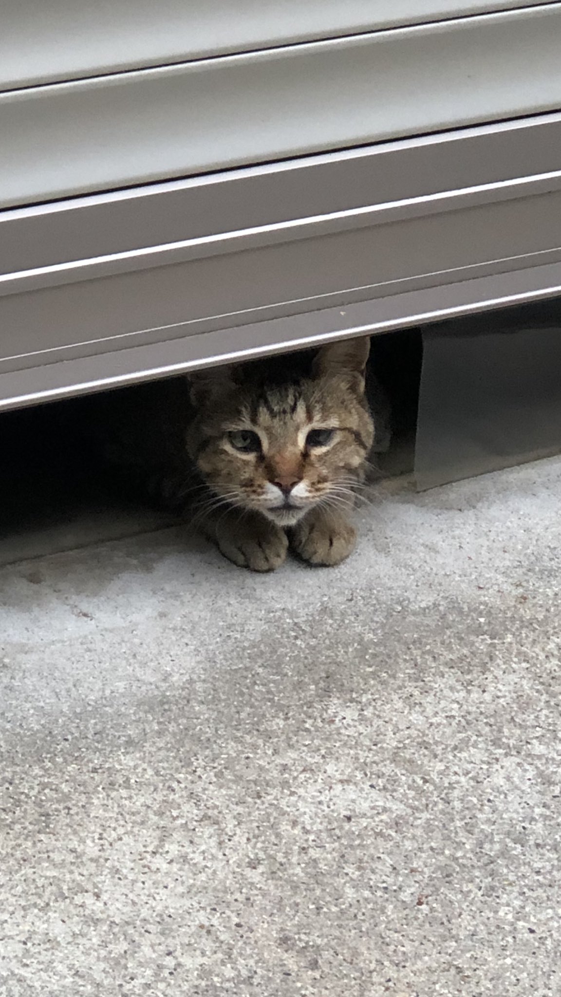 猫みや Miya Wildcat Twitter