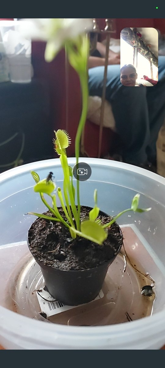 VenusHeard15's tweet photo. @CannaWorld4 It's time ⏲️ 🙌 😌 🤗 to regrow the earth 🌎 ❤️ anyways. 
WOMEN WILL CLEAN UP THIS MESS &amp; TRUMP IS GOING TO PRISON https://t.co/Ttdn1chYLt